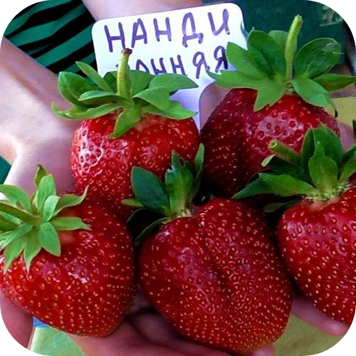 Рассада Клубники "Нанди" > описание, цена