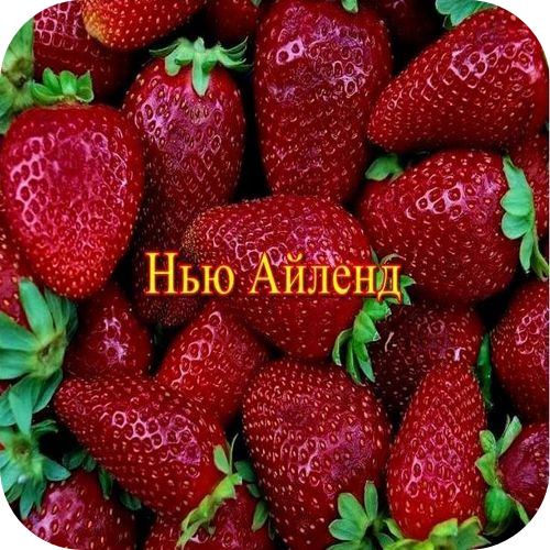 Рассада Клубники "Нью Айленд" > цена, описание