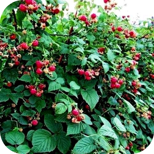 Малина "Луч" Малина "Луч"