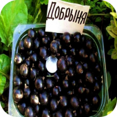 Смородина чёрная "Добрыня" 