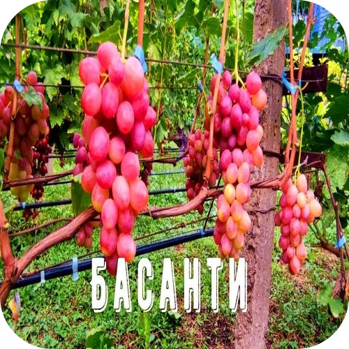 Саженцы Винограда "Басанти" > цена, описание Саженцы Винограда "Басанти" > цена, описание